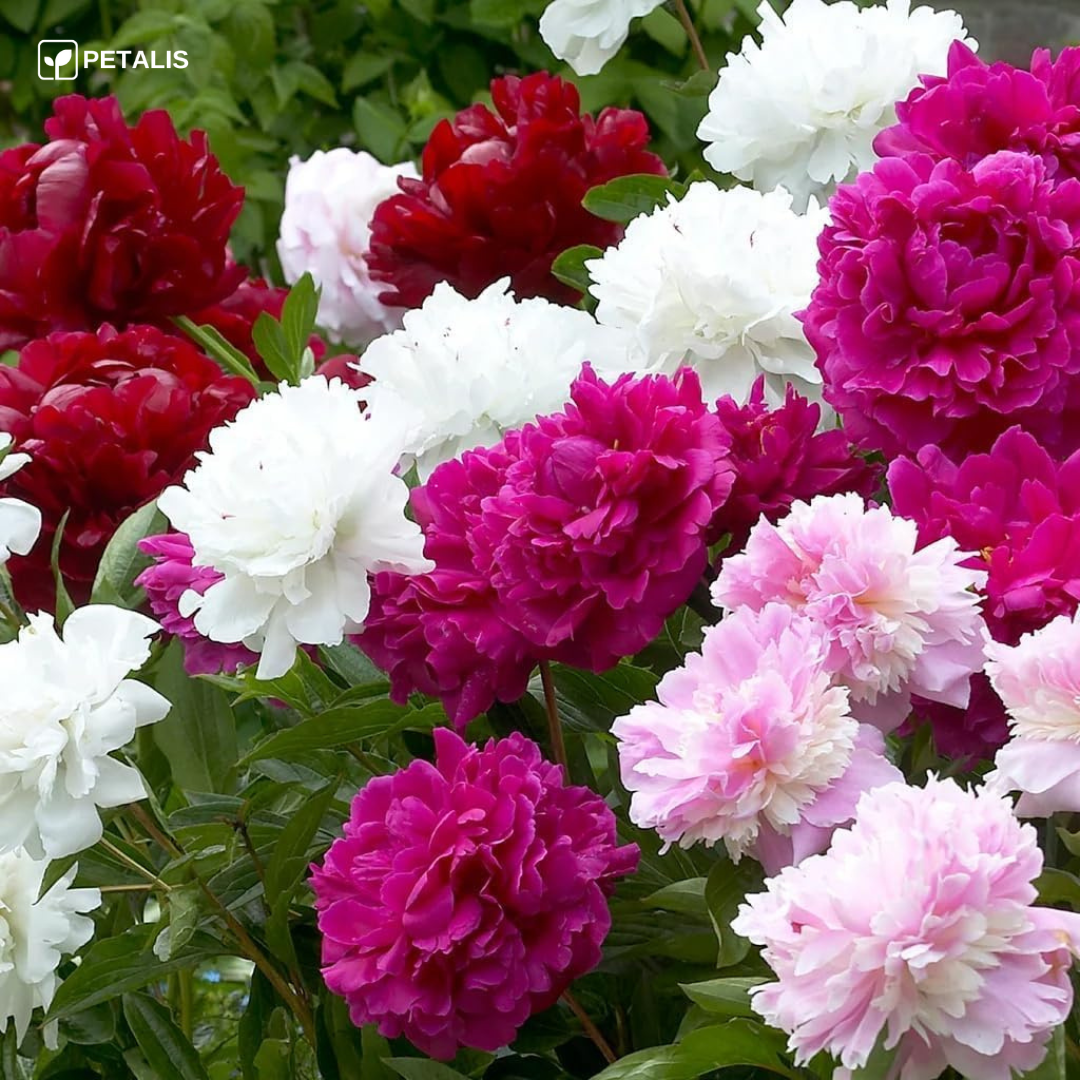 Sementes de flores Petalis para jardim