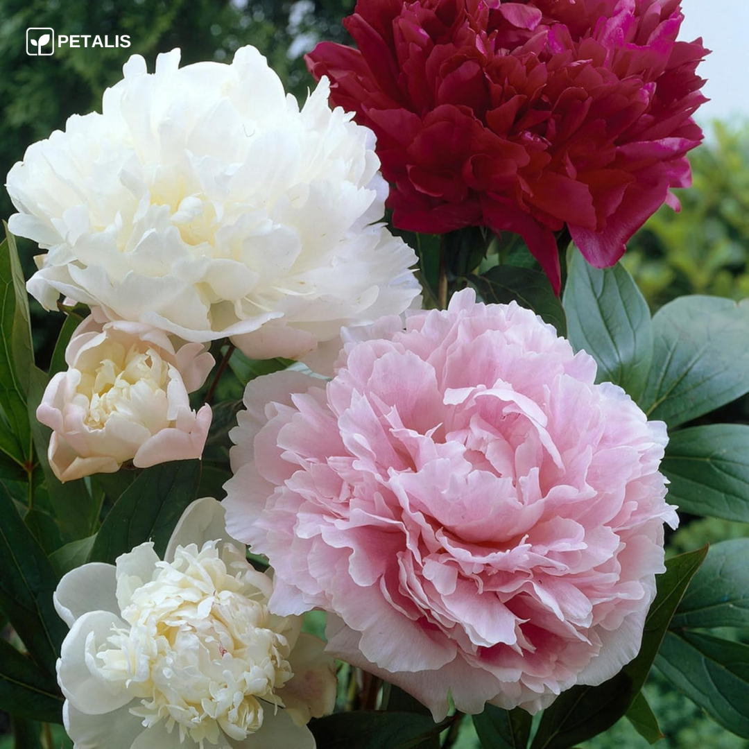 Sementes de flores Petalis para jardim