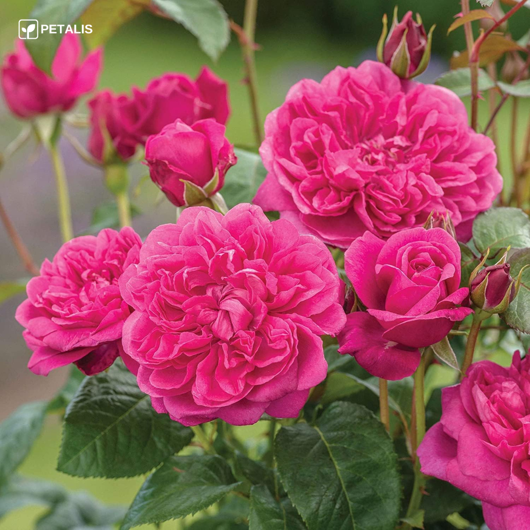 Sementes de flores Petalis para jardim